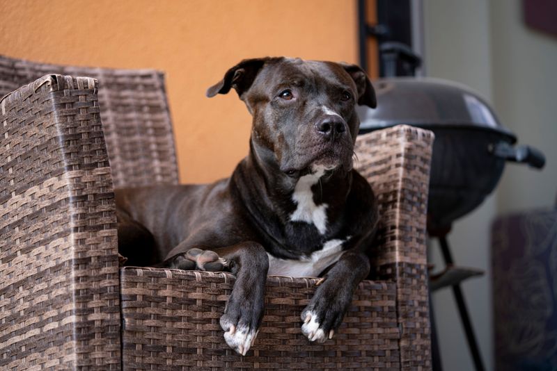 Home Insurers Cannot Penalize You Solely for Your Dog's Breed
