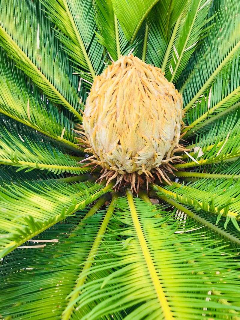 Sago Palm
