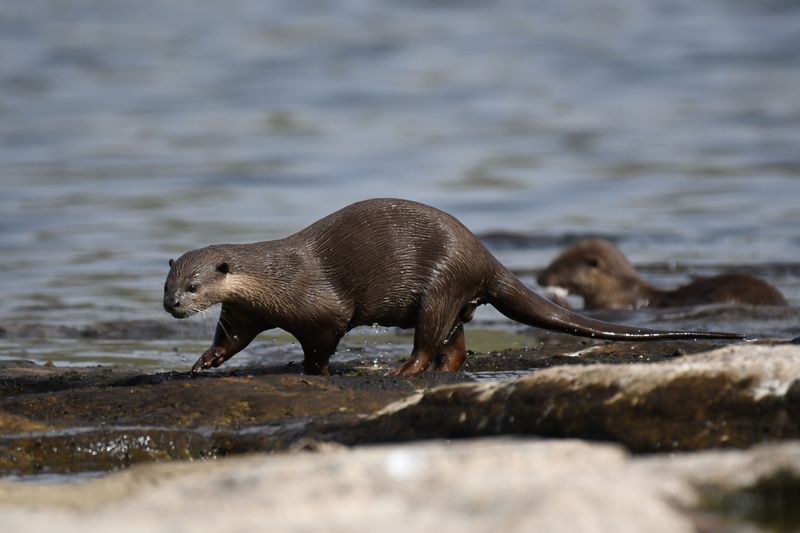River Otters