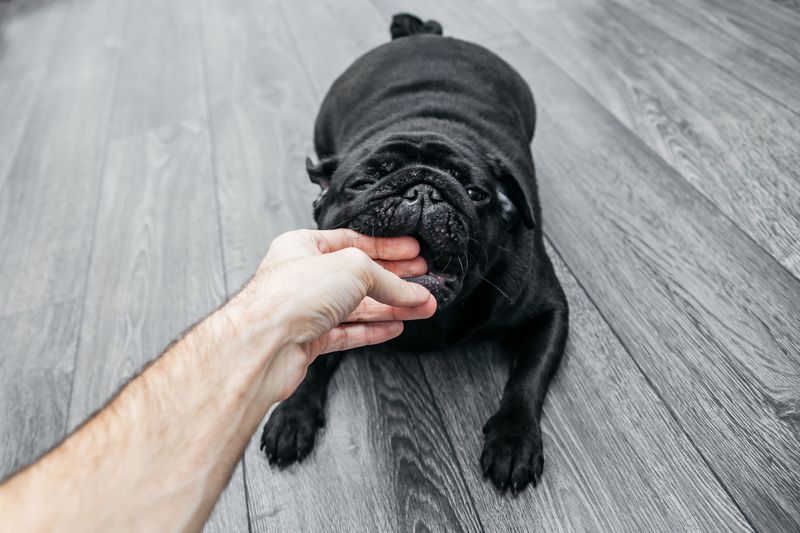 The Famous Dog-Bite Statute Focuses on People, Not Pets