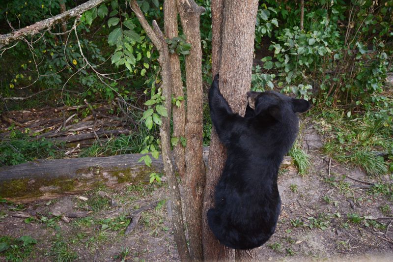 Give Bears an Easy Way Out