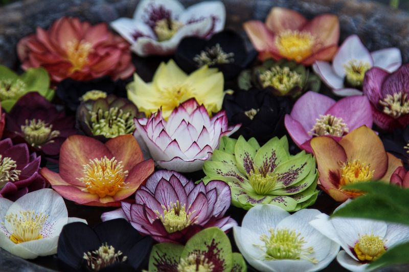 Blooms come in more colors than you might expect