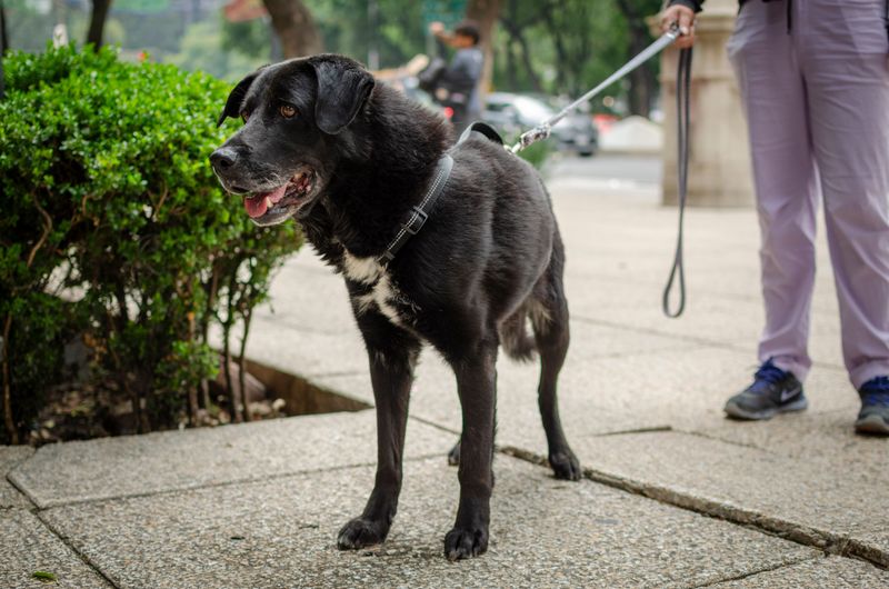 Six Foot Leash Rule Off the Property