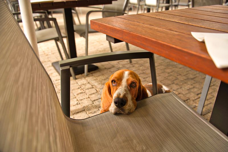 Assuming Every Restaurant Patio Welcomes Dogs