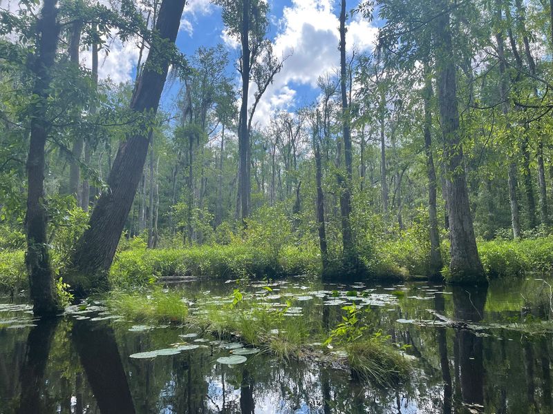 Poinsett State Park, Wedgefield