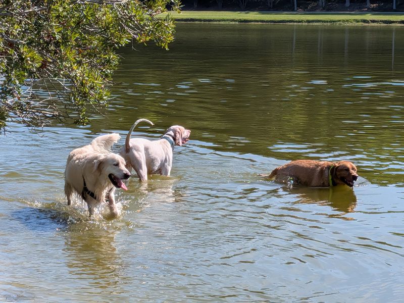 James Island County Park - Dog Park