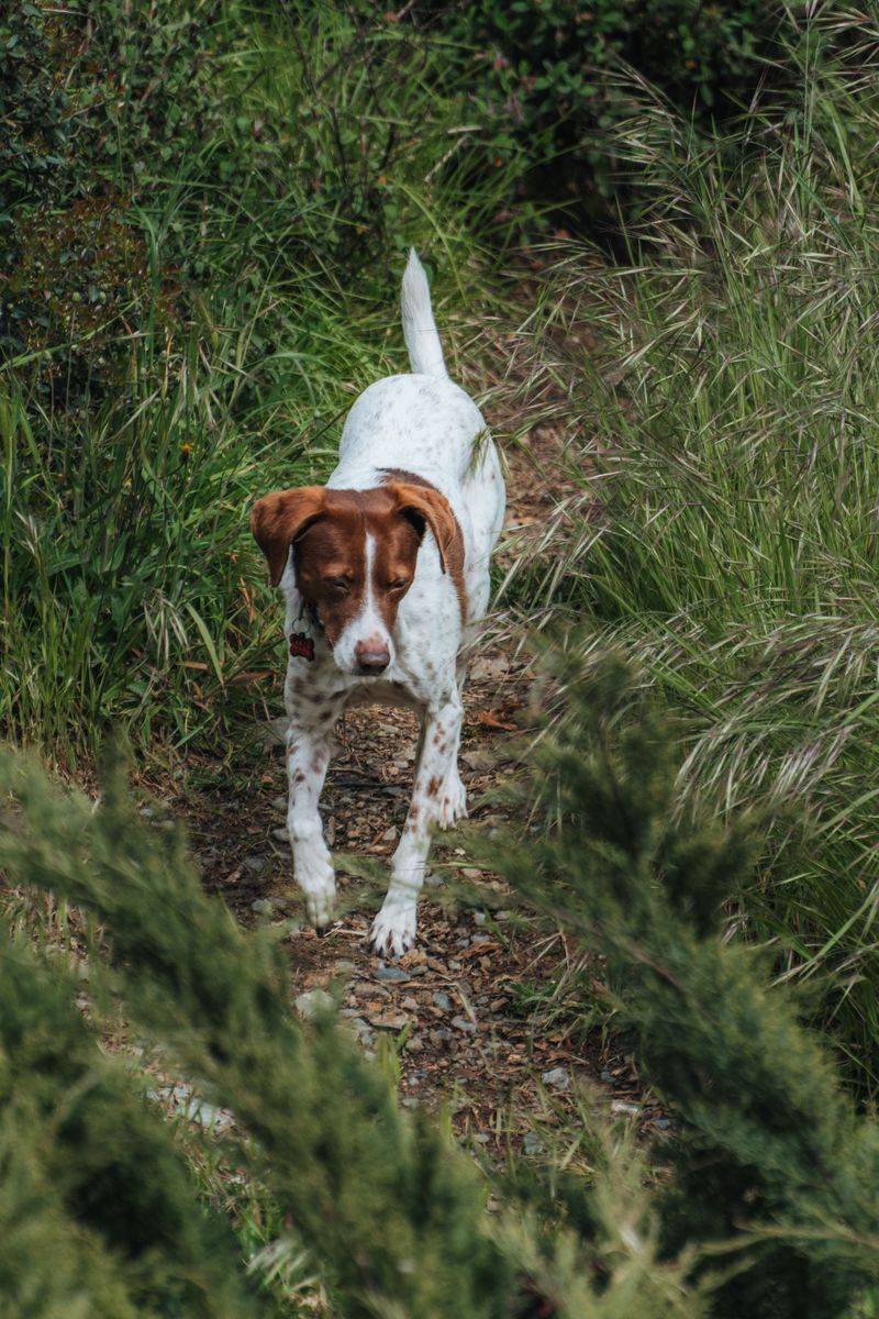 Dogs Can Pick Up Ticks While Exploring Trails