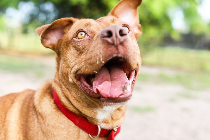Heartworm Prevention Runs All Twelve Months