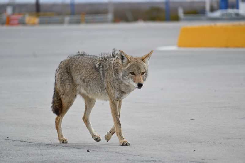 Do Not Run Away, Turn Your Back, or Allow a Dog to Chase It