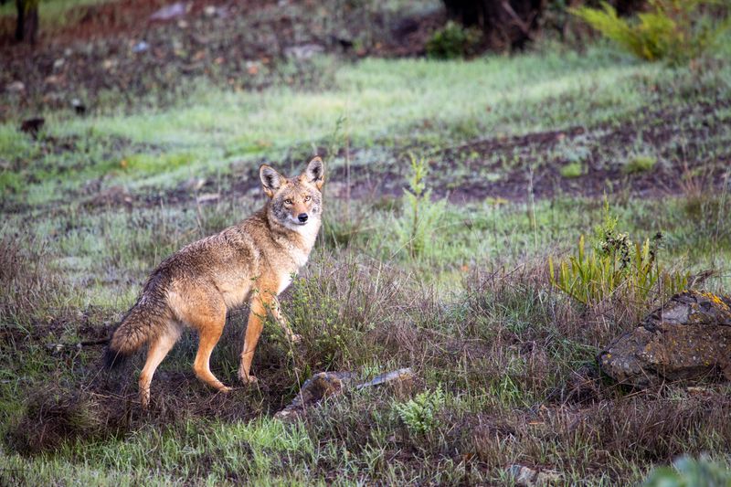 Leave Calmly If It Appears to Be Defending a Nearby Den