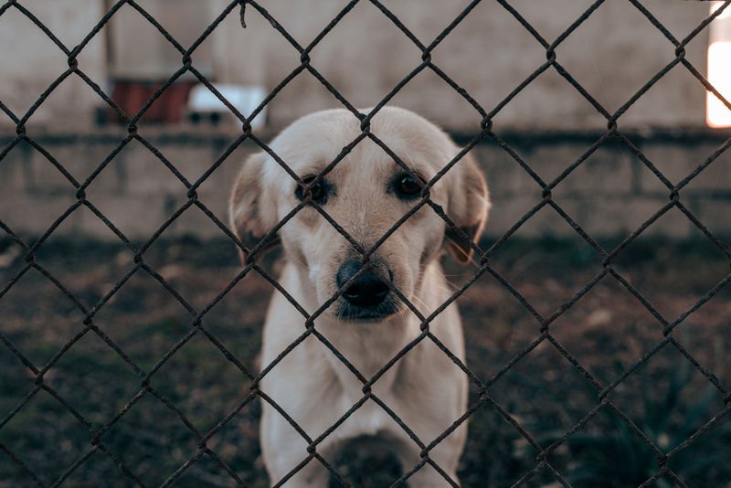 Owner Can Be Responsible for Capture and Care Costs