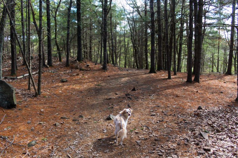 The Smokies Allow Dogs On Just Two Trails