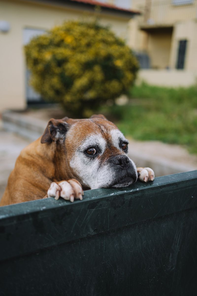 Puppies And Gray Muzzles Need Closer Watching