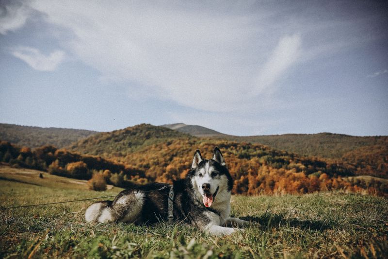 Crisp-Day Siberian Husky