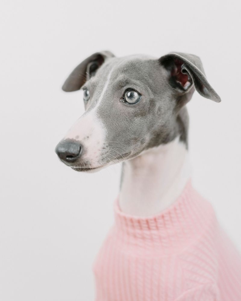 Italian Greyhounds Suit Owners Who Prefer Smaller Dogs