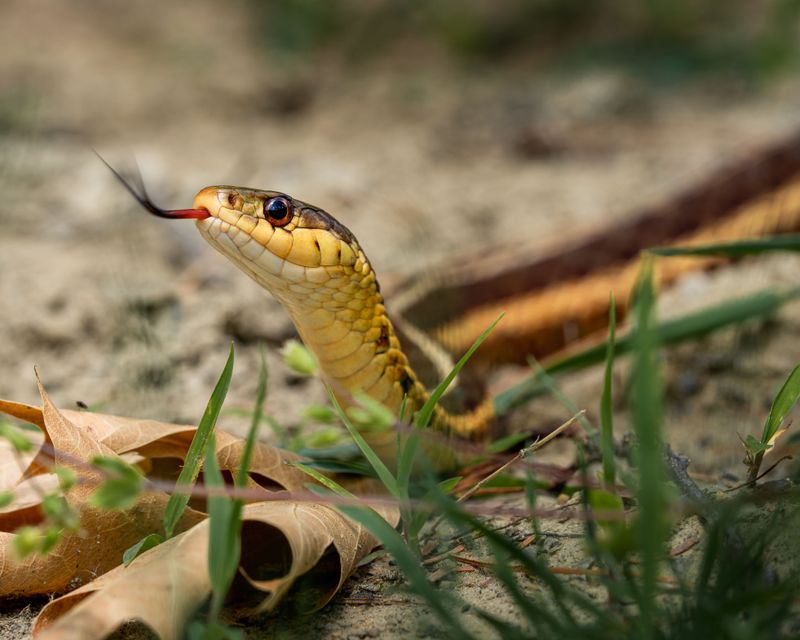 Snakes Are Generally Not Looking to Chase Dogs