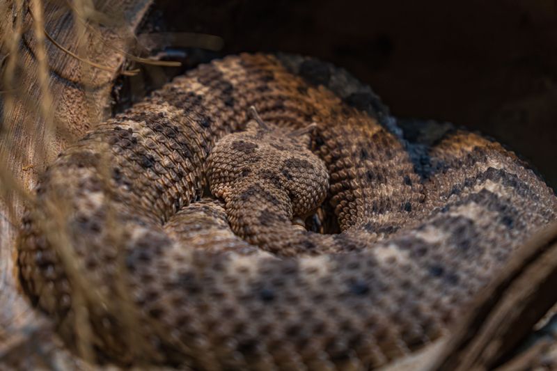 Pigmy Rattlesnakes