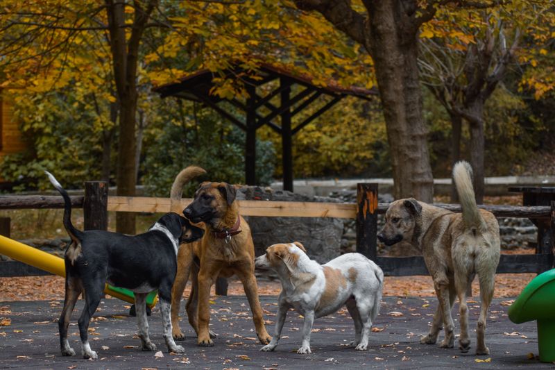 Zoning Rules Can Restrict Multiple Dogs