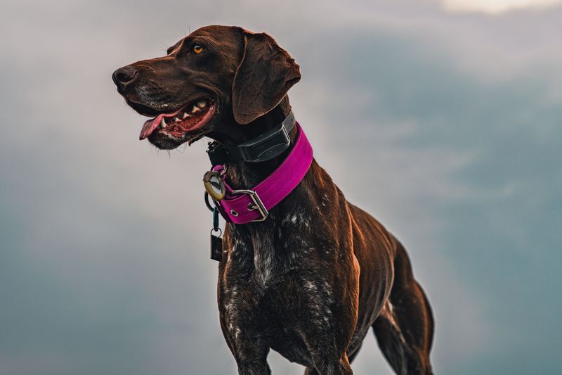 Taking Off Another Dog's Tracking Collar