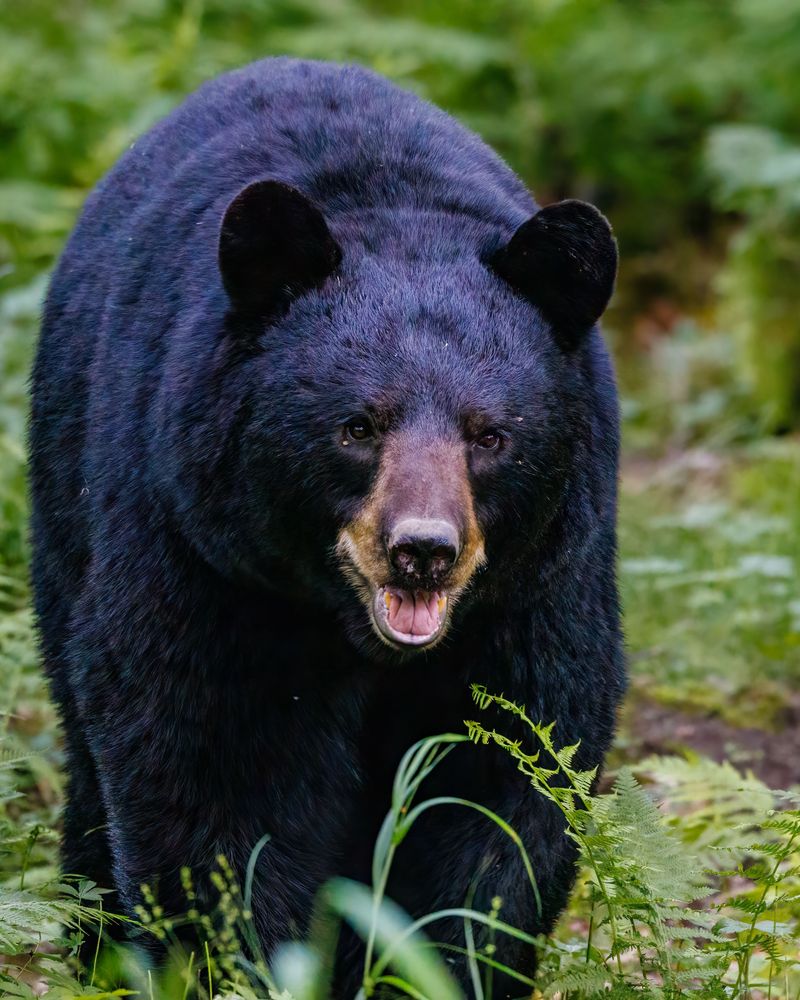 Black Bears