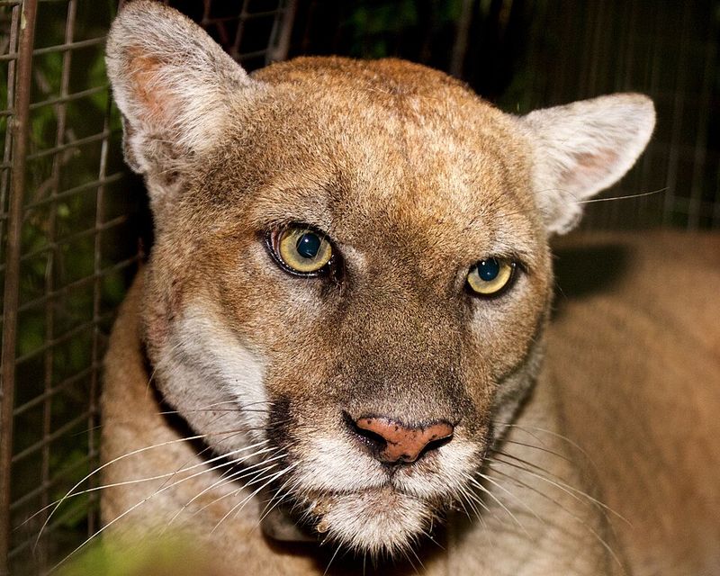 Mountain Lions