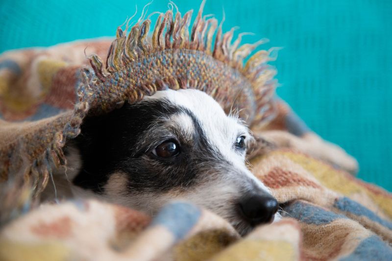 Keep Your Dog Calm During Hurricane Noise
