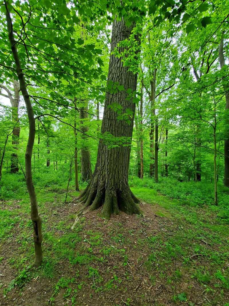 Peacedale Preserve, Downingtown