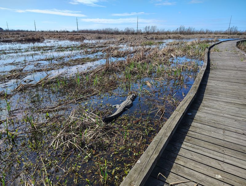 Stop At The Cameron Prairie National Wildlife Refuge