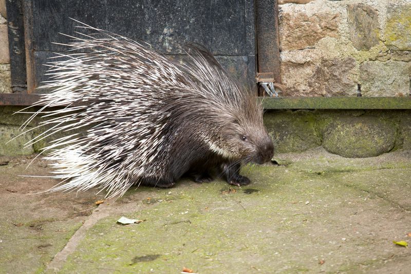 The quill throwing story is a myth