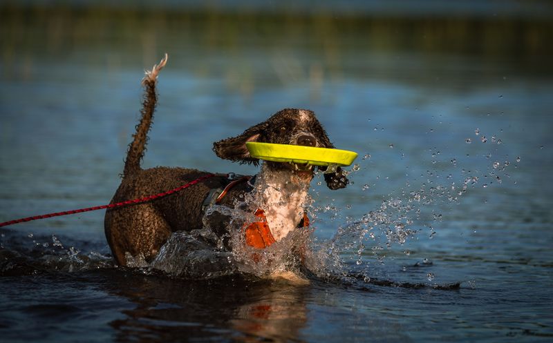 Lagotto Romagnolo