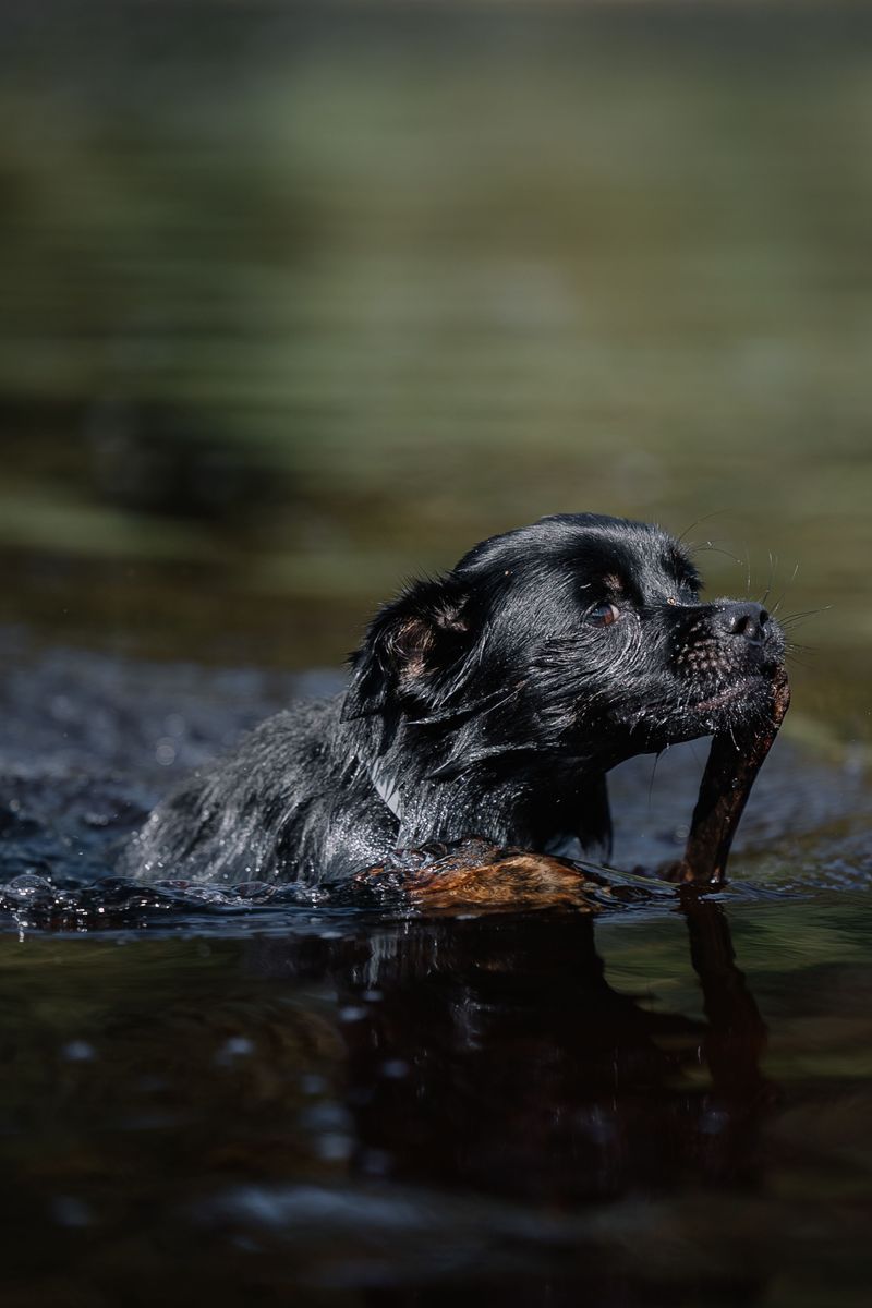 Flat-Coated Retriever