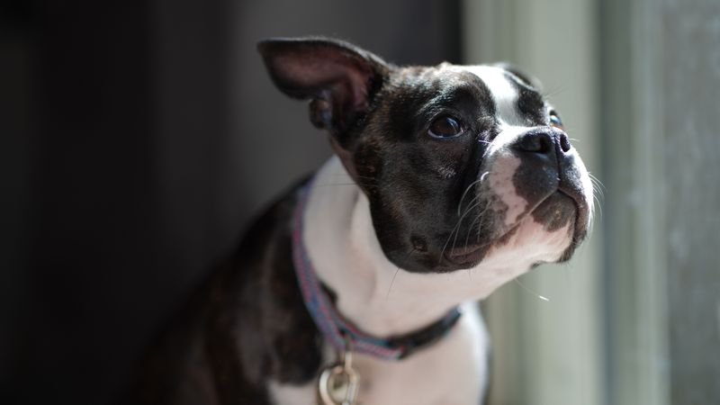 Boston Terrier