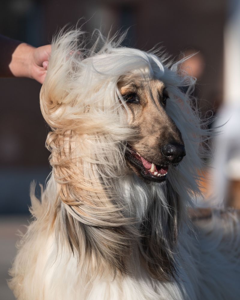 Afghan Hound, Elegant but Hardy