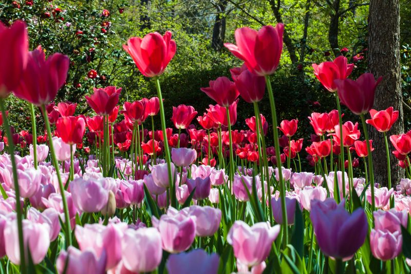 Tulip
