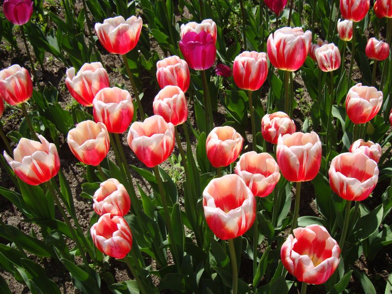 Tulip