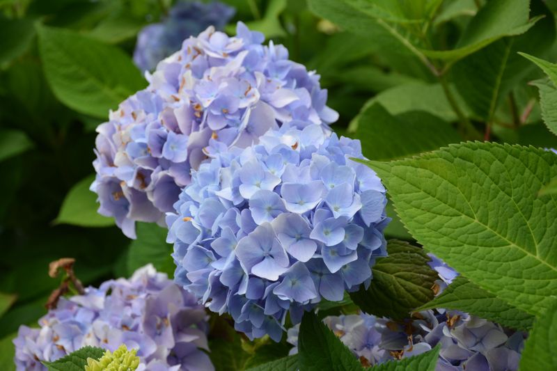 Hydrangea