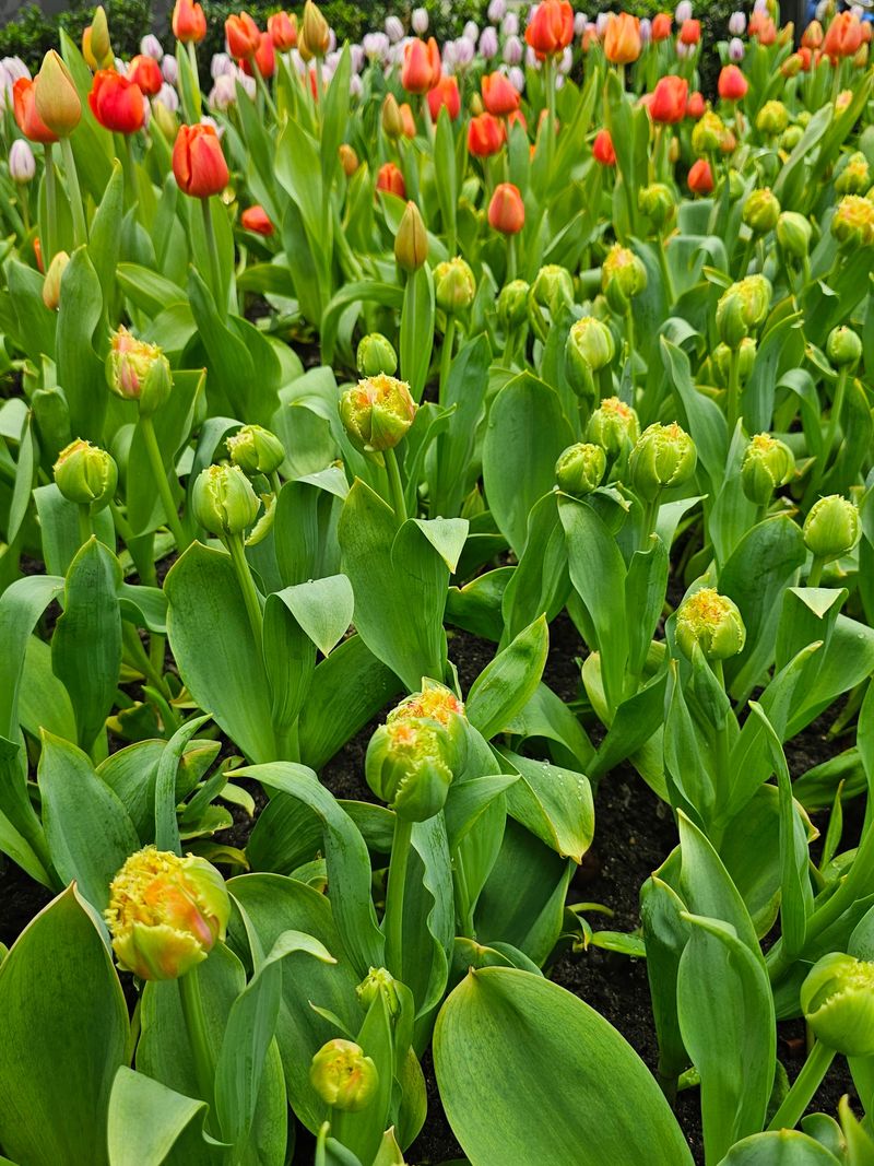 Tulips Can Tempt Dogs Digging in Garden Beds