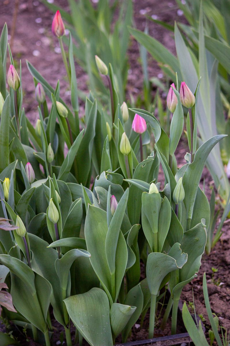 Tulips