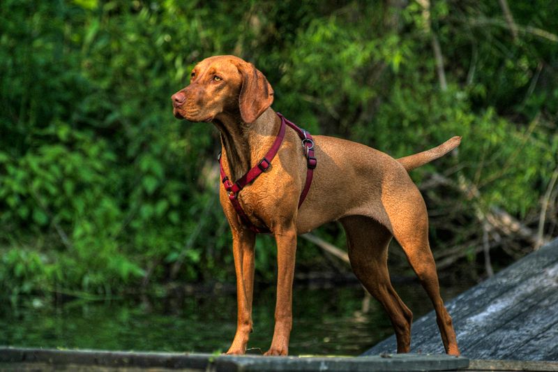 Vizsla