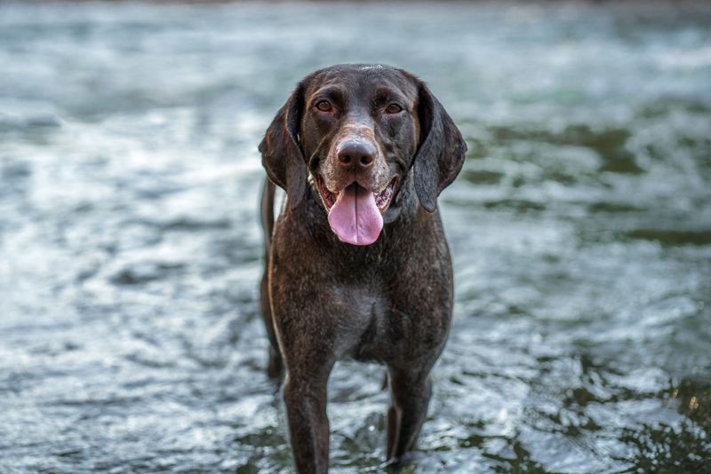German Shorthaired Pointer