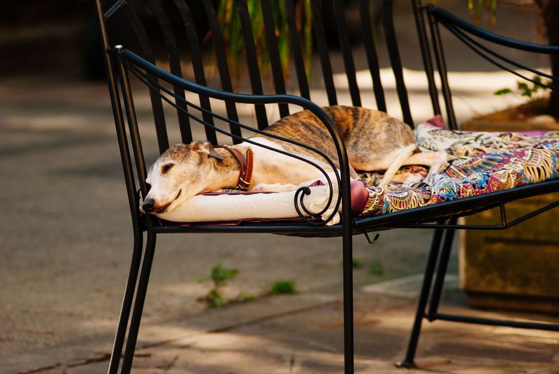 Laid-Back Greyhound