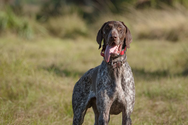 German Shorthaired Pointer