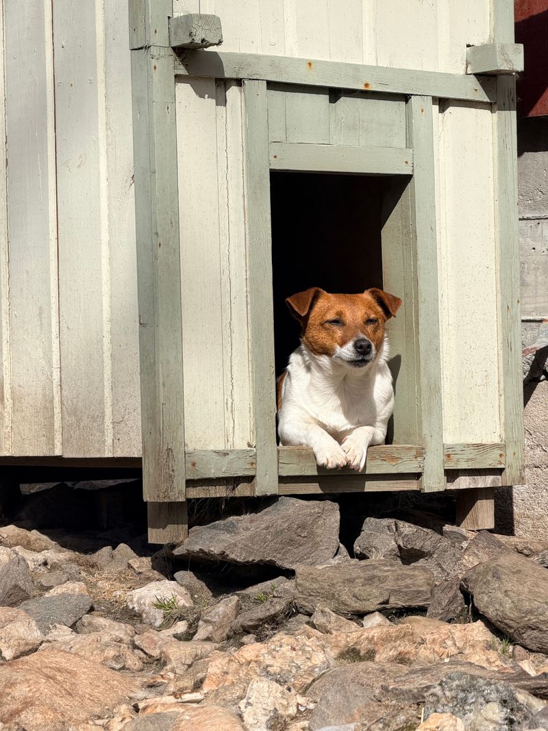 Kennel Licenses Mean Tighter Boundaries