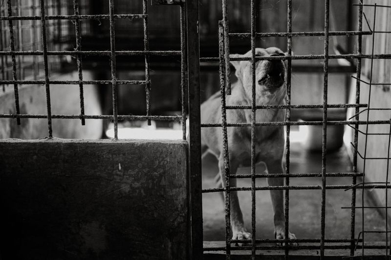 Dangerous Dogs Face Special Confinement Rules