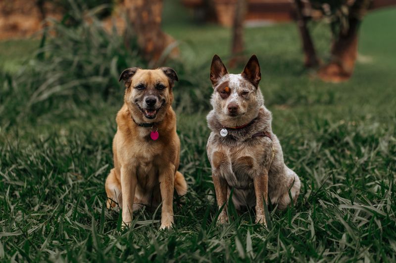 Dogs Must Be Properly Registered in Some Communities