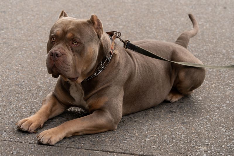 Texas Requires Special Rules for Declared Dangerous Dogs