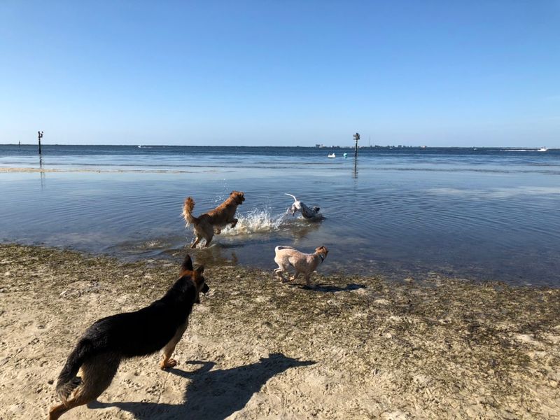 Picnic Island Dog Beach, Tampa