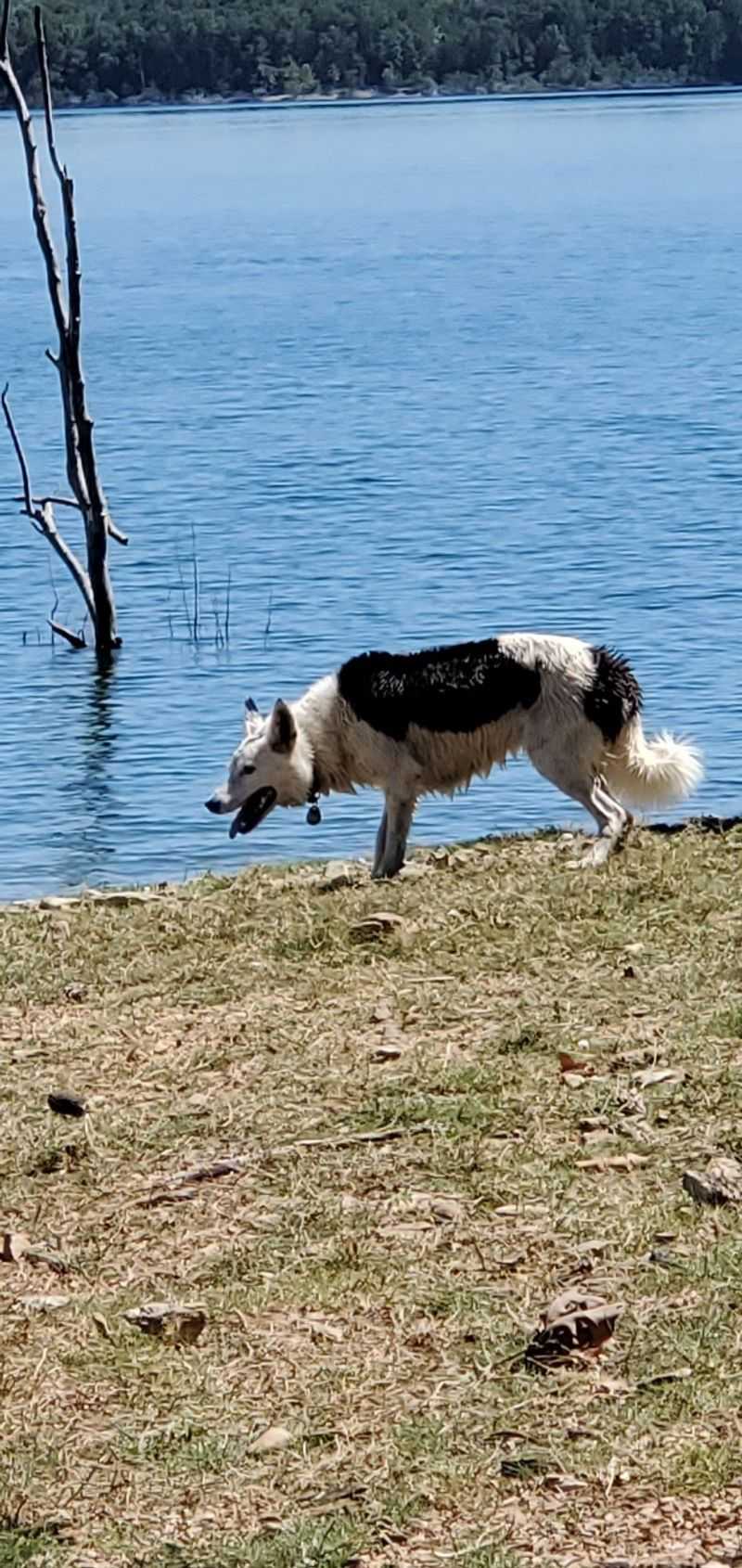 Bull Shoals Lake
