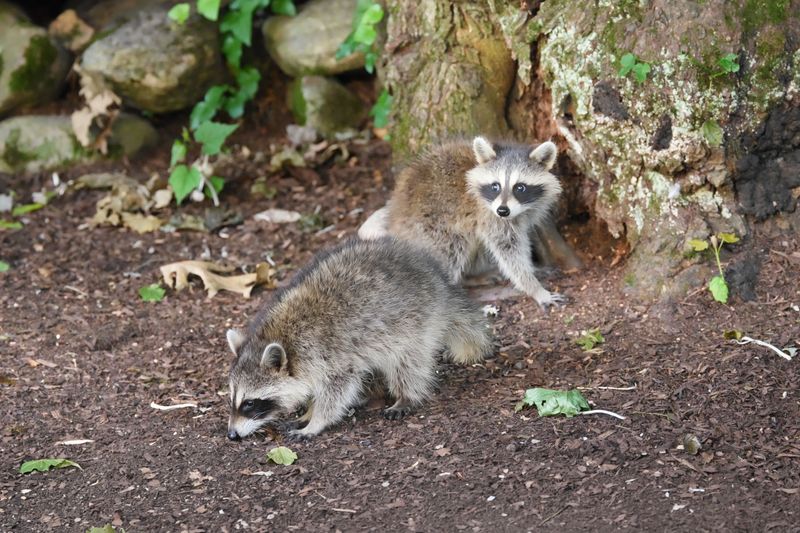 Small wildlife can cause outsized problems
