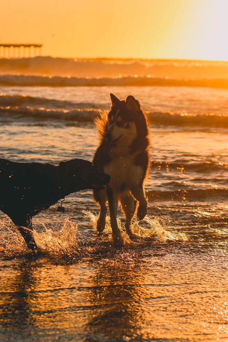 Huntington Dog Beach, Huntington Beach